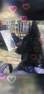 Black dog with glowing hearts on deck.