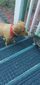 Dog and kitten meet on outdoor stairs.