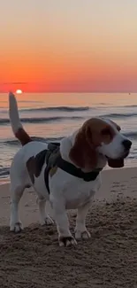 Beagle standing on beach during sunset with ocean waves.