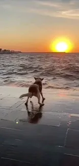 A dog stands on a pier, watching a golden sunset over the ocean.