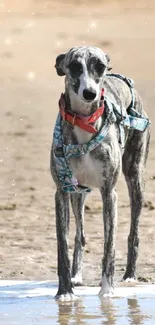 Grey dog standing on beach with water.