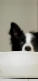 Dog sitting behind a white bowl on a minimalist background.