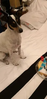 Black and white dog on a bed with a birthday cake and photo.