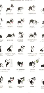 Boston Terrier dog body language chart illustration wallpaper.