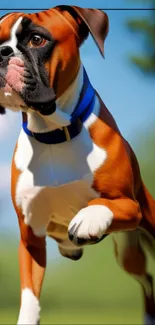 Dog Boxer Dog Breed Live Wallpaper