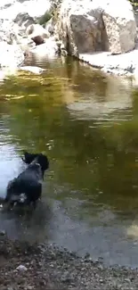 Dog splashes by a serene creek, reflecting sunlight.