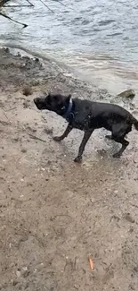 A dog standing by the lakeside on a sandy shore.