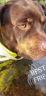 Brown dog by a river with greenery.