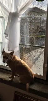 A dog sits on a windowsill, with sunlight filtering through a curtain.