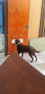 Brown dog by a colorful wooden door, outdoor setting.