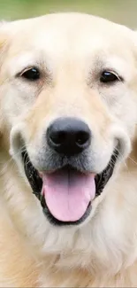 Dog Carnivore Dog Breed Live Wallpaper