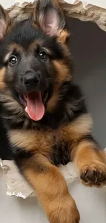 Playful German Shepherd puppy peeking through torn paper.