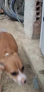 Dog Carnivore Fawn Live Wallpaper