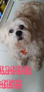 Fluffy dog by a shelf with 'AMOR MEU' text.