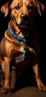 A brown dog with blue collar in shadow.