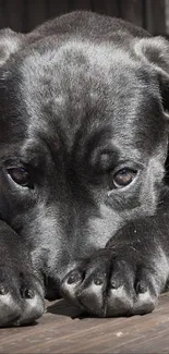 Adorable black puppy with expressive eyes lying down.