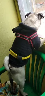 Pug in sweater standing on chair by window.