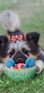 Fluffy puppy with pink bow plays with colorful toy on green grass.