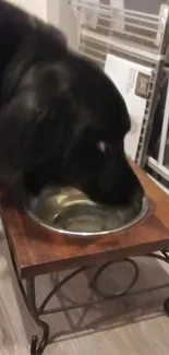 Black dog drinking from a raised bowl.