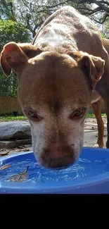 Dog drinking from a blue water bowl outdoors.