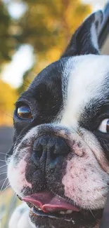 Adorable dog enjoying a car ride with a scenic green background.