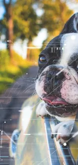 Dog looking out of a car window, enjoying the scenic view.