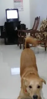 Dog Furniture Building Live Wallpaper