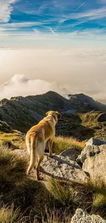 Dog overlooks mountains under blue sky.