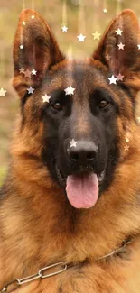 Dog German Shepherd Dog Carnivore Live Wallpaper