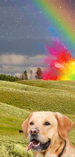 Dog in a vibrant meadow with a rainbow.