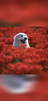 Fluffy white dog in a field of vibrant red flowers.