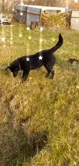 Black dog playing in a grassy field with stars.