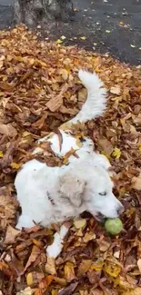 White dog lying in a pile of autumn leaves.