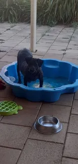 Dog enjoying a kiddie pool in a sunny backyard.