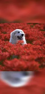 Fluffy white dog in vibrant red flower field.