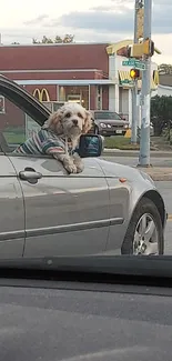 Dog looking out car window on street corner.