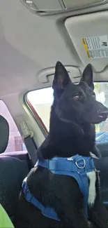 Black dog wearing a blue harness sits in a car's passenger seat.