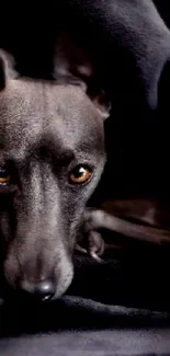 Cute dog nestled in a cozy black blanket.