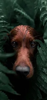 Red-brown dog peeking through vibrant green ferns in forest setting.