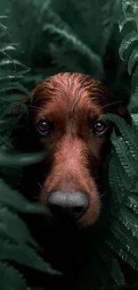 Dog peeking through lush green ferns in a forest setting.