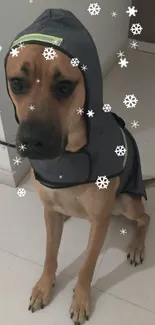 Adorable dog in grey coat sitting indoors on light tile floor.