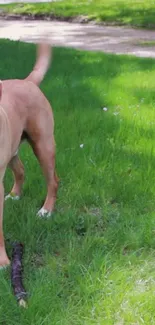 Playful dog standing in a green field.