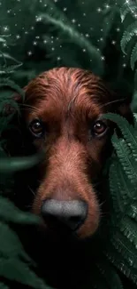 Dog peeking through dense green ferns with stars above.