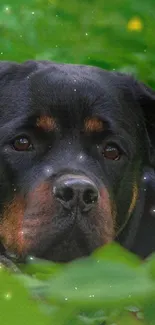 Dog resting amid lush green leaves with flowers.