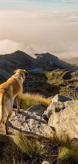 Dog standing on a rocky mountain, overlooking a misty valley.