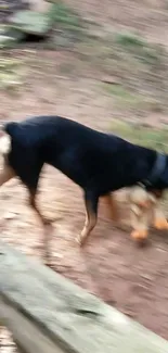 Blurred dog in motion on natural background.