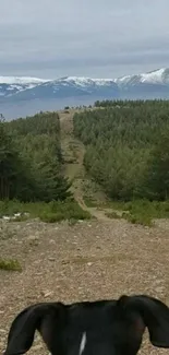 Dog looking at a mountain trail with trees and snowy peaks.