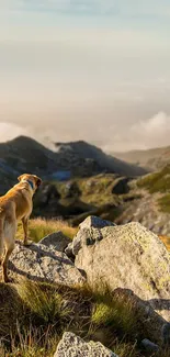 A dog stands on rocks overlooking a stunning mountain landscape.