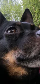 Close-up of a dog with a forest background.