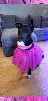 Cute dog in pink sparkle dress in a glamorous setting.